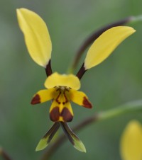 Albury City Council's Nail Can Hill Wildflower Walk