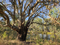 River Red Gum Trail, 9 km. Grade 3. Dogs Welcome