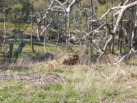 Corowa Forest Walk, Grade 3, aprox 8km, Day Walk 