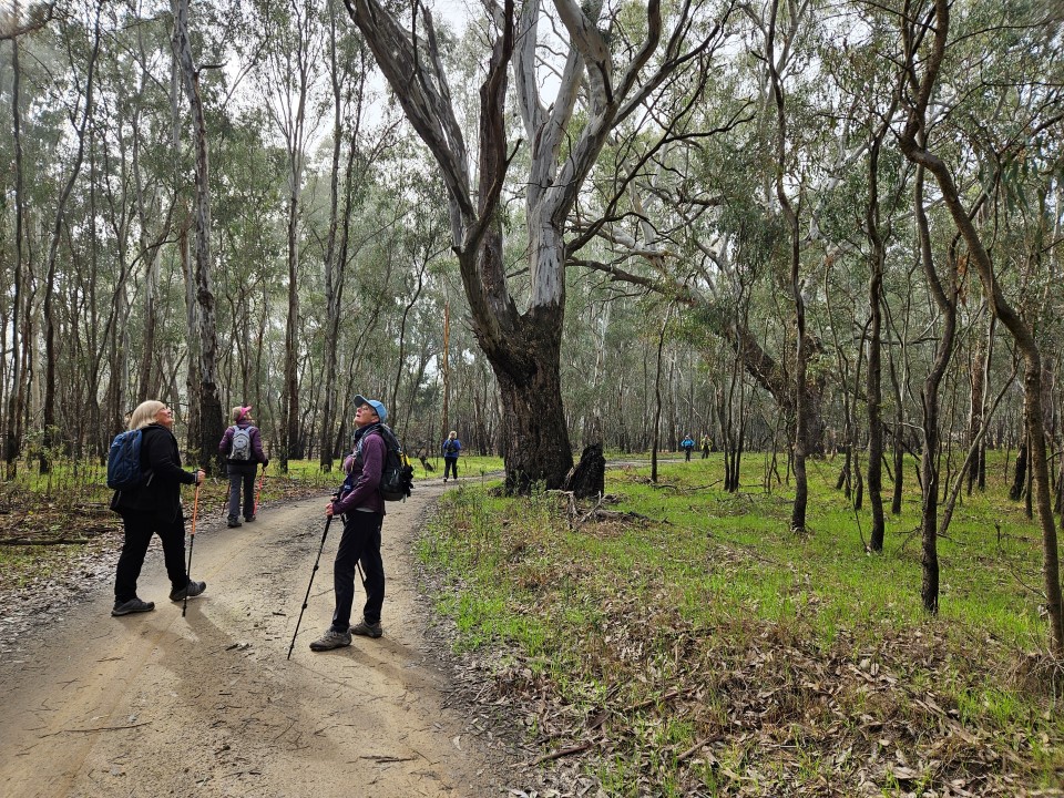 Koala searching