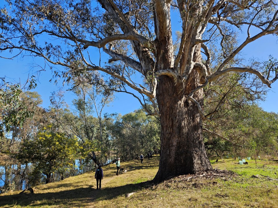 River red gum trail