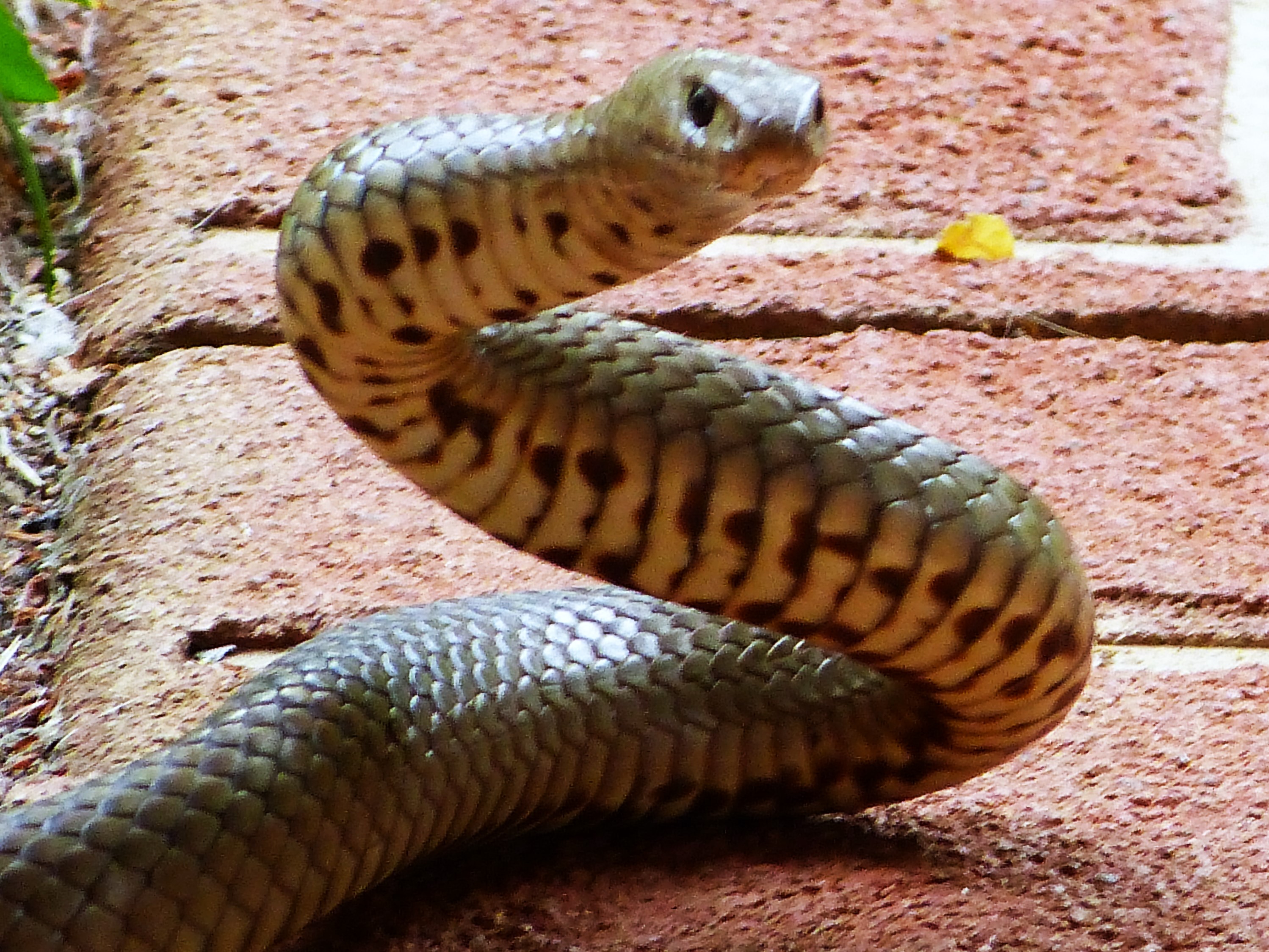 ten headed cobra