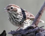 WREN Part 7 Bird Observing