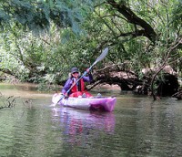 Kayak - Killara to Wonga Wetlands