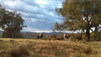 Short Federation Hill loop, grade 3 Walk, 7km