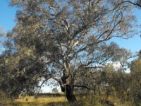 The Life of the River Red Gum walk