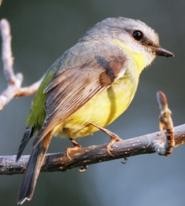 WREN Part 5 Bird Observing