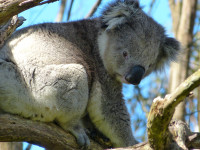 Tuesday morning walk - Nail Can Hill, Albury - Monument: 6-7km grade 3