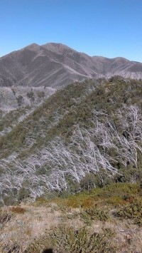 Mt Feathertop The Easy Way Grade 4 day walk