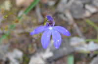 Postponed - Albury City Council  Wildflower walk 2016