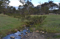 Cowombat Flat and source of Murray River. Pack Carry Grade 3,aprox. 53km