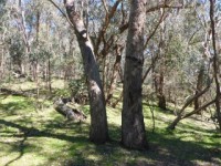 Baranduda North Face Gully Explore Grade 3 Walk