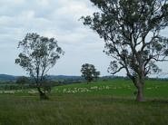 Hume & Hovell Walking track Stage 4 