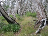 Day Walk Grade 3 and Car Camp at Falls Creek