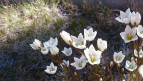 Alpine Gentians Di Ryan