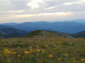 Billy Buttons on Mt Feathertop