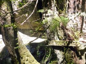 Track sign in the rainforest