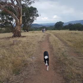 dog leading the way