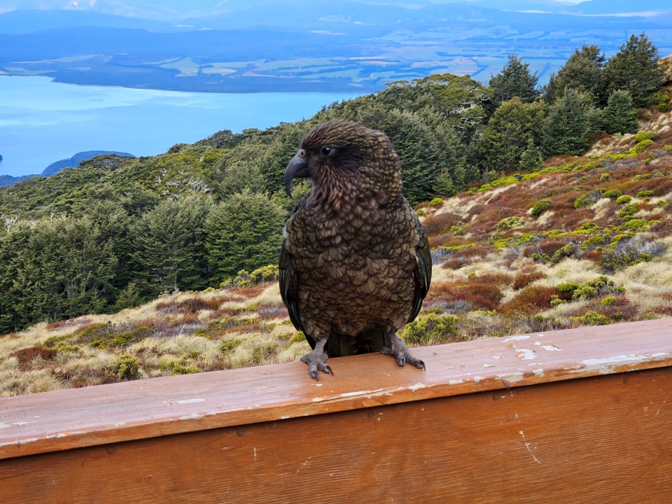 Kea