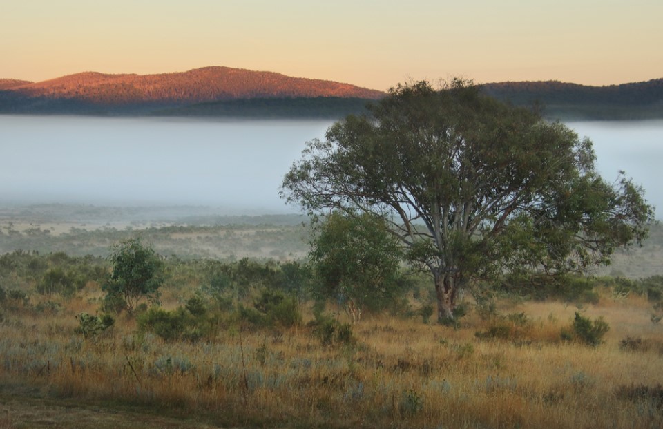 Morning Mist at Currango
