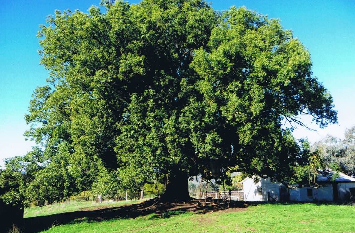 favourite tree entry kurrajong