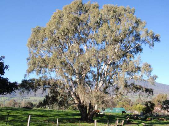 favourite tree entry running creek