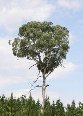 favourite tree entry the lonely tree